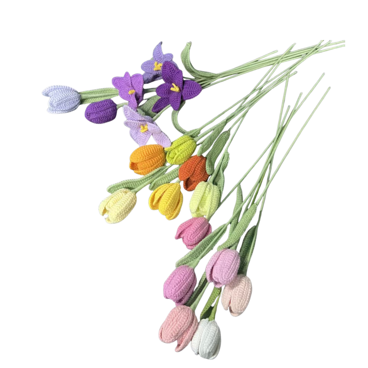 Colorful tulip flowers on a white background