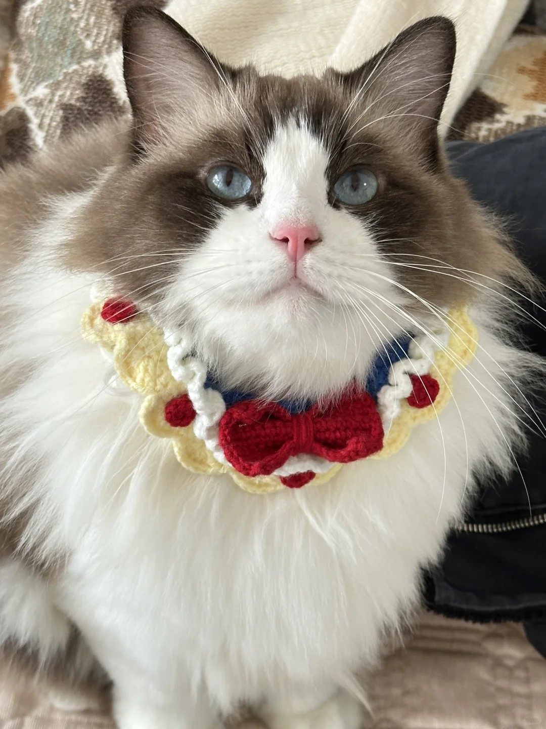 Pet collar knitting DIY crochet kit