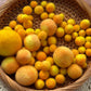 Yellow Berry Gradient-Dyed Solid Wool Felt Balls in Multiple Sizes