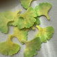 Colorful Hand-Cut Ginkgo Leaf Felt Pieces