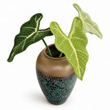Handmade Crochet Alocasia Leaf Stems