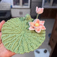 Lotus Flower DIY Woven Bouquet Knitting Kit with Crochet Hooks - Good Luck Preserved Flower Ornament Gift