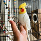 Beginner DIY craft kit,crochet hooks, cute realistic parrot pendant, keychain, gift.