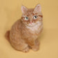 Handmade Personalized Cat & Dog Figurine Gift